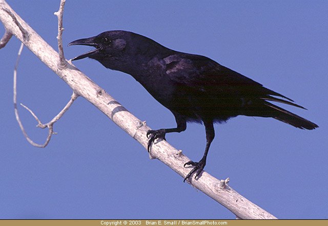 450_Fish Crow